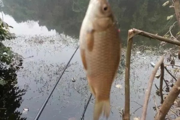 野钓怎么避开小鱼闹窝,可以在一开始使用腥味不重的饵料