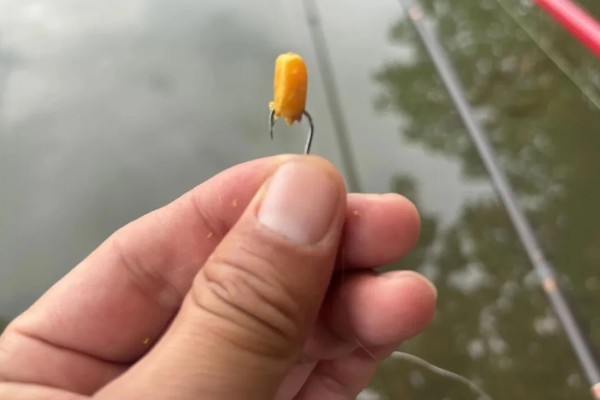 野钓怎么避开小鱼闹窝,可以在一开始使用腥味不重的饵料