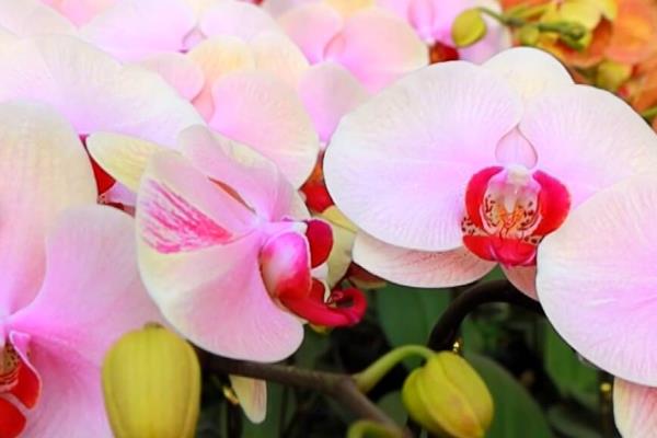蝴蝶兰怎么养殖,生长旺期每隔5-7天追肥一次