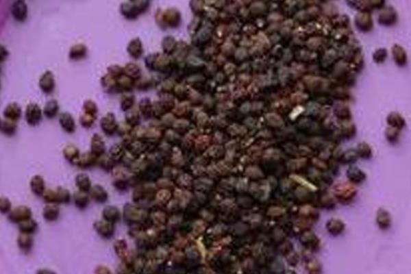 蝴蝶兰怎么养殖,生长旺期每隔5-7天追肥一次