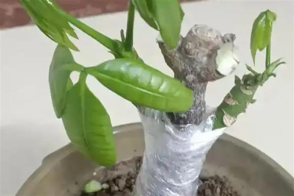 发财树的修剪方法，首先剪除病枝残枝