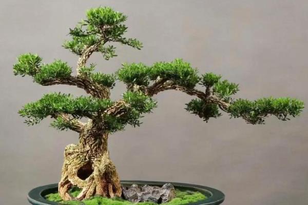 黄杨有什么品种，常见雀舌黄杨、瓜子黄杨、珍珠黄杨