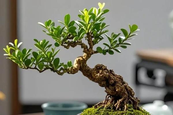 黄杨有什么品种，常见雀舌黄杨、瓜子黄杨、珍珠黄杨