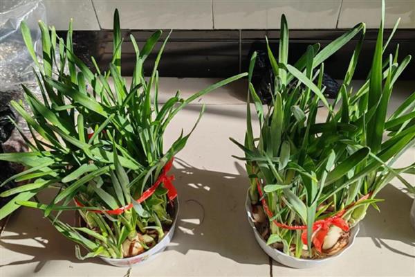 水仙为什么不开花，光照不足、水质不佳等因素都会引起