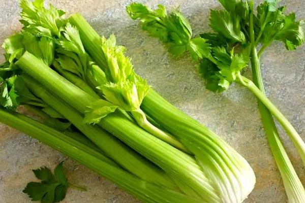 芹菜是不是直根系植物,属于须根系分布较浅