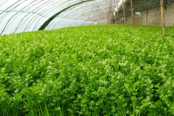 芹菜是不是直根系植物,属于须根系分布较浅