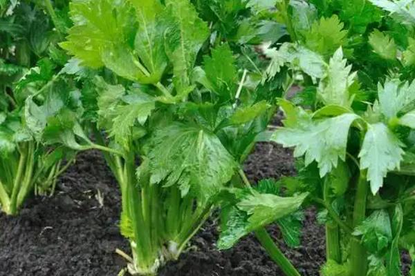 芹菜是不是直根系植物,属于须根系分布较浅