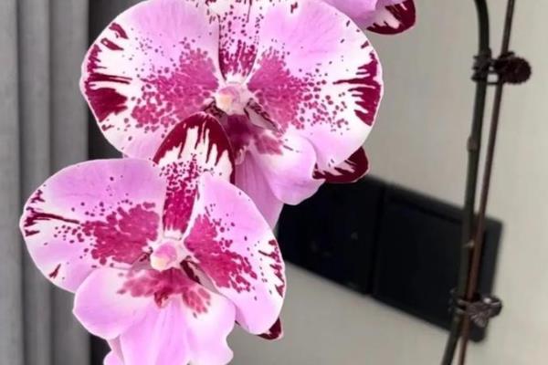 蝴蝶兰怎么养殖,生长旺期每隔5-7天追肥一次
