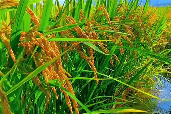 哪个季节五谷飘香,秋季成熟并散发出清香味