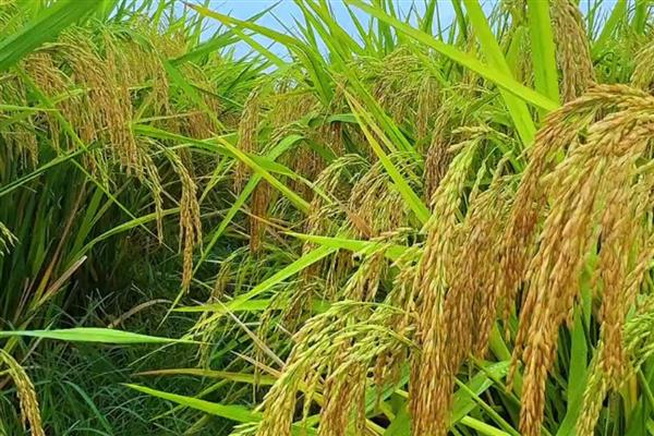 哪个季节五谷飘香,秋季成熟并散发出清香味