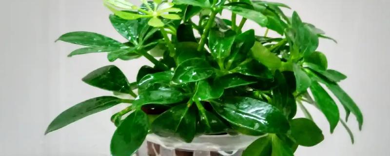 水培植物如何让它更旺盛，根据当前季节决定换水间隔