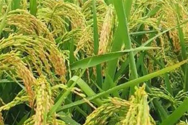 哪个季节五谷飘香,秋季成熟并散发出清香味