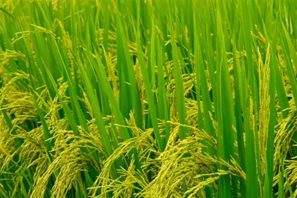哪个季节五谷飘香,秋季成熟并散发出清香味