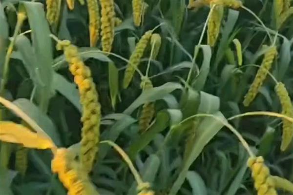 哪个季节五谷飘香,秋季成熟并散发出清香味