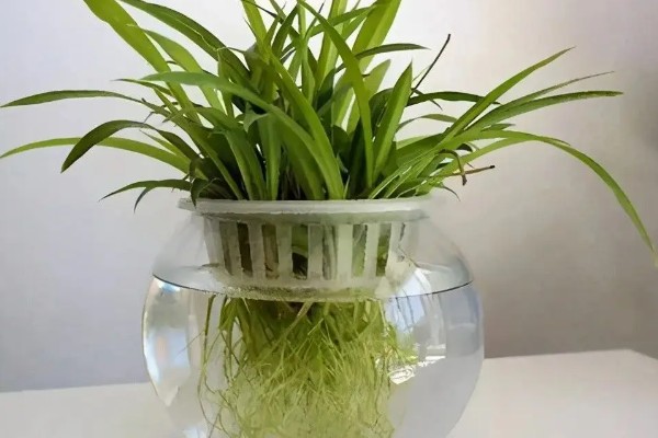 水培植物如何让它更旺盛,根据当前季节决定换水间隔