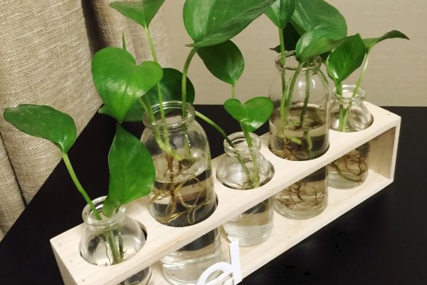 水培植物如何让它更旺盛,根据当前季节决定换水间隔