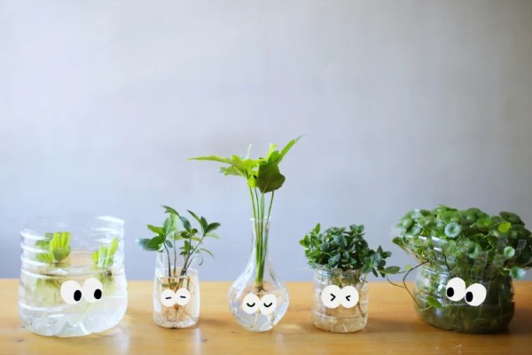 水培植物如何让它更旺盛,根据当前季节决定换水间隔