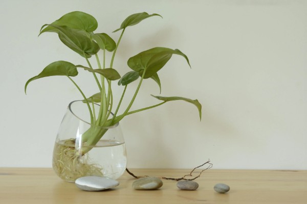 水培植物如何让它更旺盛,根据当前季节决定换水间隔