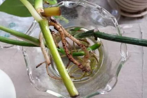 水培植物如何让它更旺盛,根据当前季节决定换水间隔