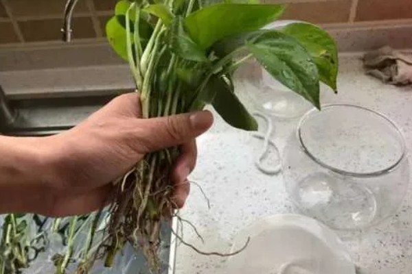 水培植物如何让它更旺盛,根据当前季节决定换水间隔