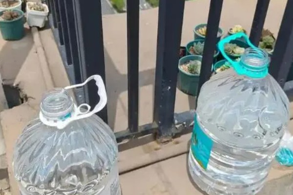 水培植物如何让它更旺盛,根据当前季节决定换水间隔