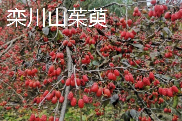 河南省栾川县的土特产,栾川豆腐味道鲜美