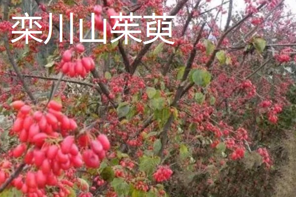 河南省栾川县的土特产,栾川豆腐味道鲜美