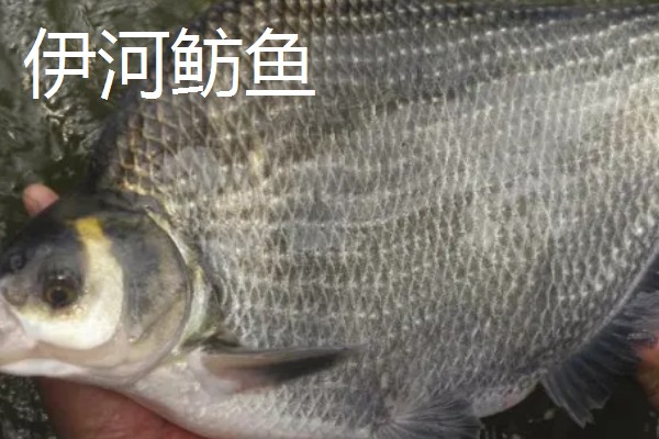 河南省栾川县的土特产,栾川豆腐味道鲜美
