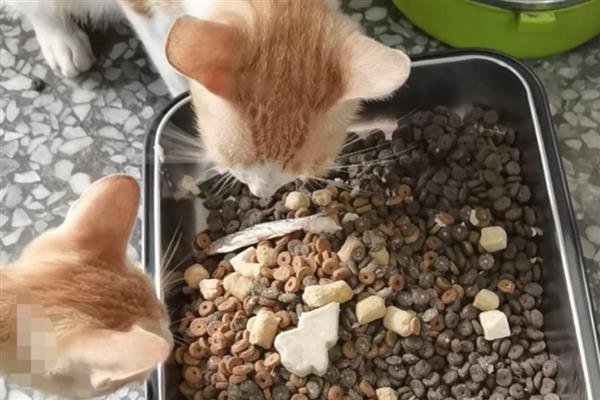 存储猫粮的方法,放在塑料或金属容器中并密封
