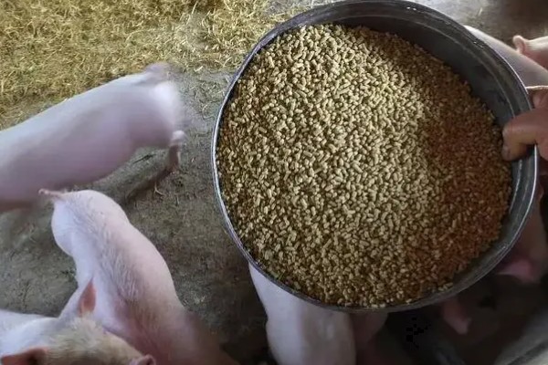 猪粮比怎么计算，生猪价格除以玉米价格