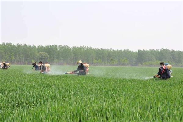 小麦红蜘蛛怎么防治,清除杂草可以减少虫源
