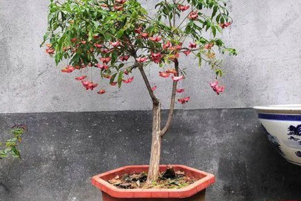 卫矛怎么养殖，冬季每隔5-7天浇一次水