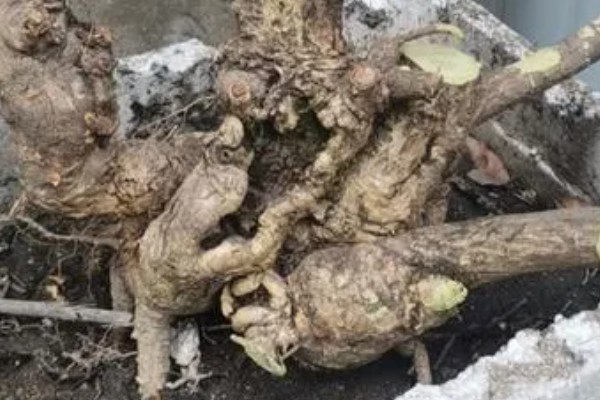 卫矛怎么养殖，冬季每隔5-7天浇一次水