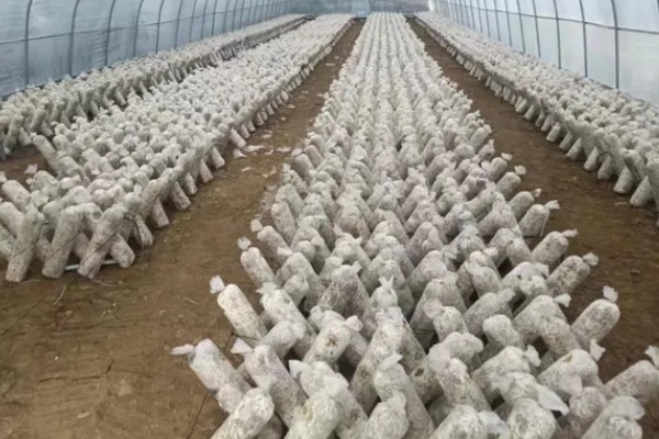 金针菇如何过冬,需注重保温保湿