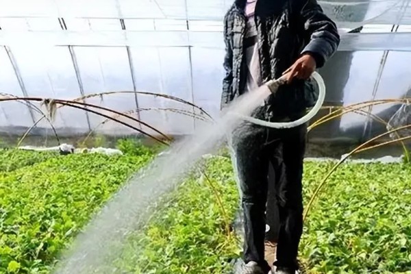 大棚蔬菜怎样浇水,要根据土壤干湿程度进行