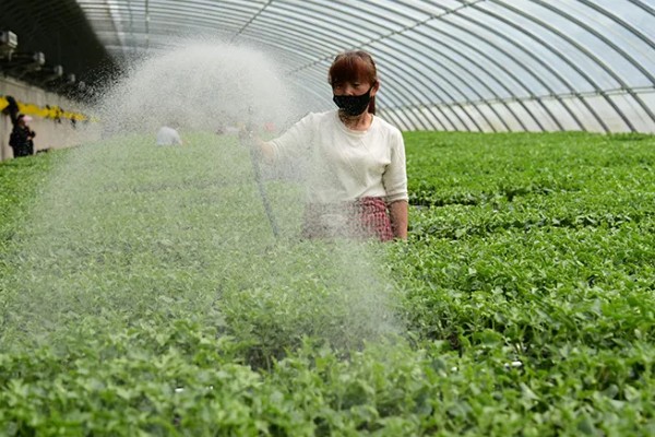 大棚蔬菜怎样浇水,要根据土壤干湿程度进行