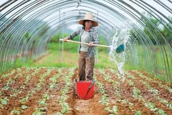 大棚蔬菜怎样浇水,要根据土壤干湿程度进行