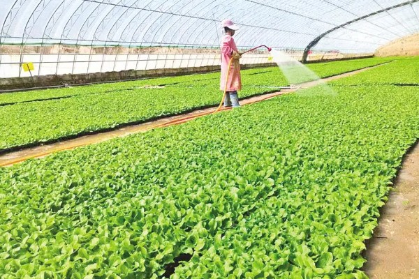 大棚蔬菜怎样浇水,要根据土壤干湿程度进行