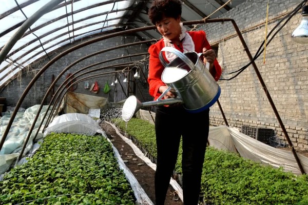 大棚蔬菜怎样浇水,要根据土壤干湿程度进行