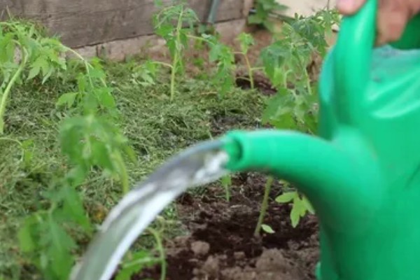 大棚蔬菜怎样浇水,要根据土壤干湿程度进行