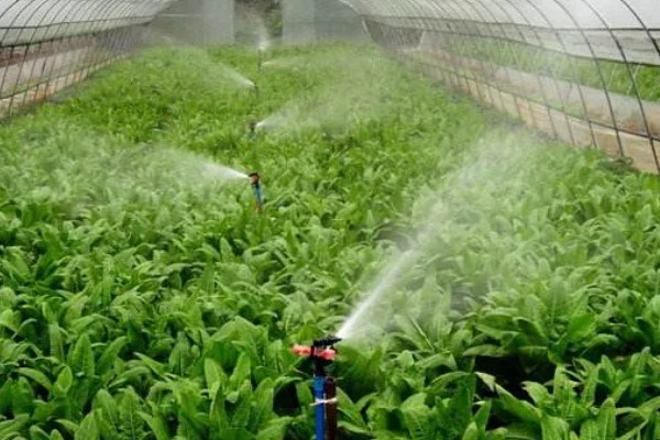 大棚蔬菜怎样浇水,要根据土壤干湿程度进行