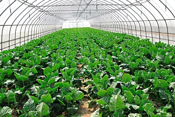 大棚蔬菜怎样浇水,要根据土壤干湿程度进行