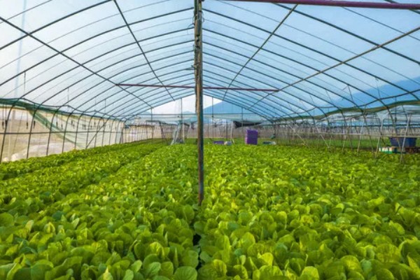 大棚蔬菜怎样浇水,要根据土壤干湿程度进行