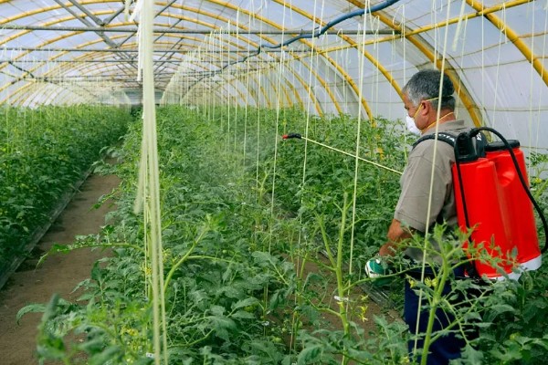 大棚蔬菜怎样浇水,要根据土壤干湿程度进行