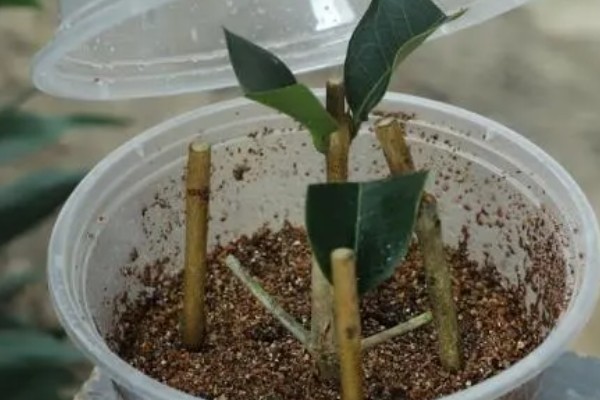 桂花的扦插方式,在土壤表面戳洞后放入枝条