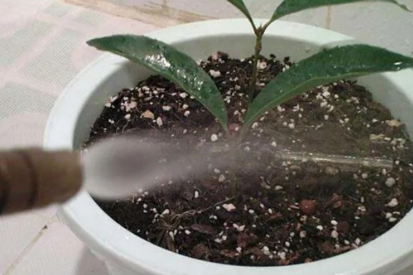 桂花的扦插方式,在土壤表面戳洞后放入枝条