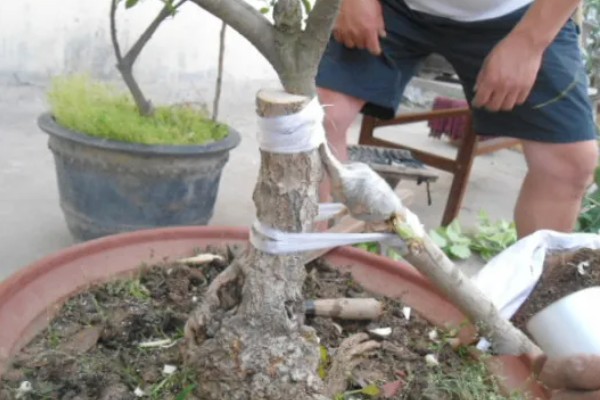 桂花的扦插方式,在土壤表面戳洞后放入枝条