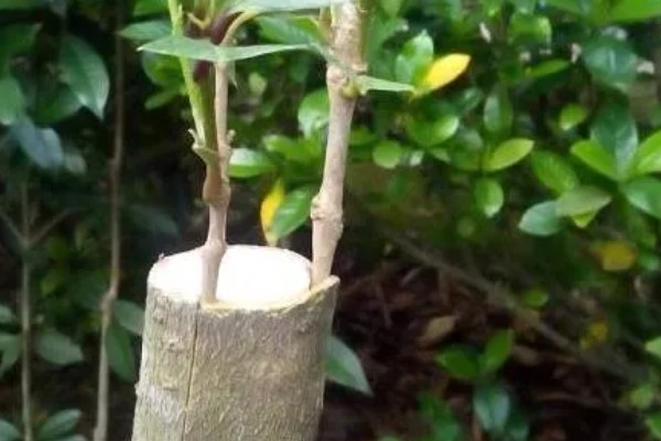 桂花的扦插方式,在土壤表面戳洞后放入枝条