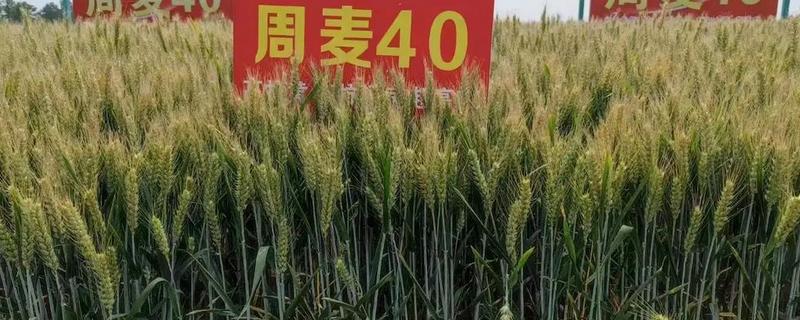 周麦40的特征特性，全生育期为218-229天左右