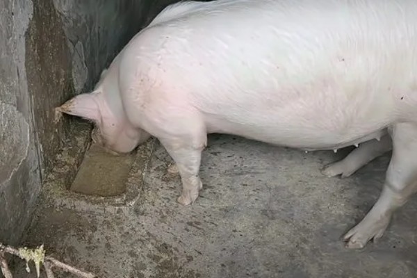 怀孕母猪便秘不吃食如何处理，增加运动量可促进消化吸收